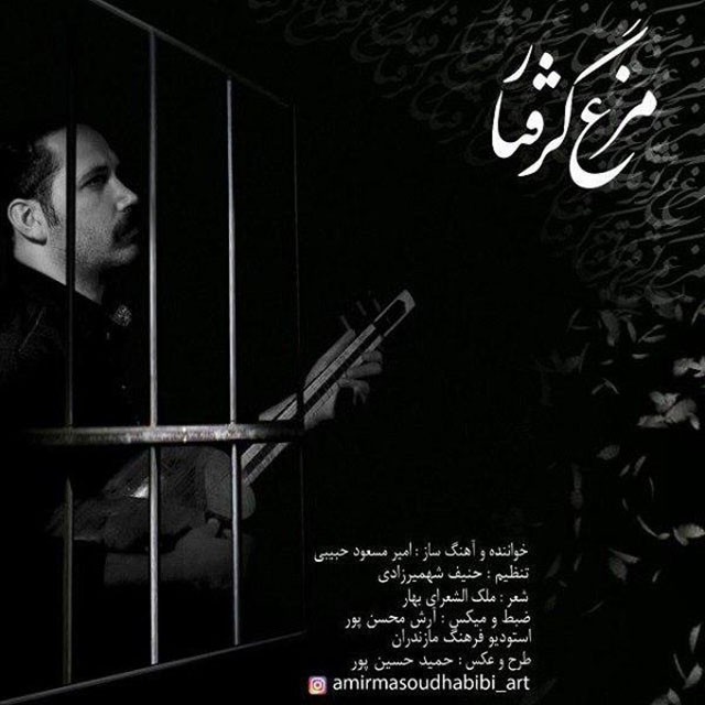 امیرمسعود حبیبی مرغ گرفتار